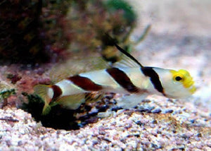 Yellow Rose Goby "Stonogobiops nematodes"