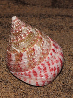 Strawberry Top Snail "Tectus conus"