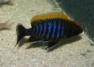 Peacock Cichlids "Aulonocara"