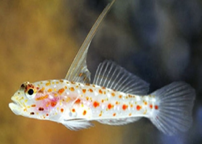 Tangaroa Goby "Ctenogobiops tangaroai"