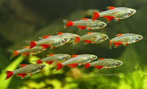 Bloodfin Tetra "Aphyocharax anisitsi"