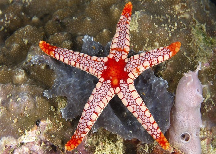Tile Sea Starfish "Fromia monilis"