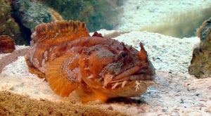 Toadfish. "Ugly Toda"