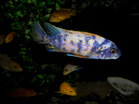 Trewavasae O.B. Cichlid  "Labeotropheus trewavasae"- 1.5''