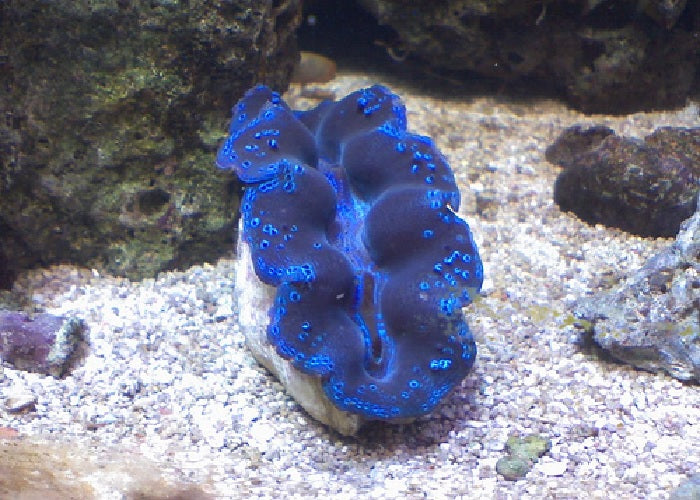 Crocea Clam "Tridacna crocea"