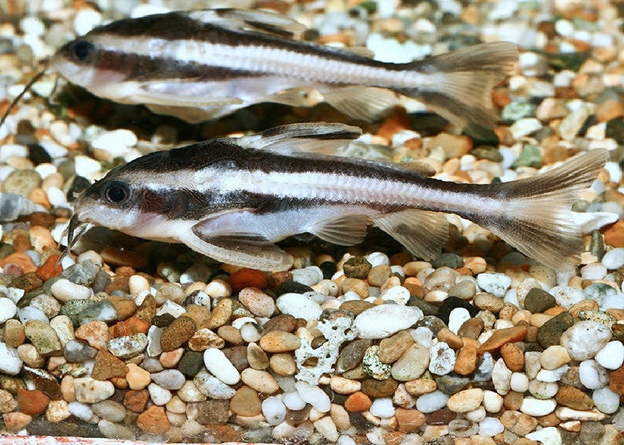Striped Raphael Catfish "Platydoras costatus" 1 Fish 2 Fish Dartmouth