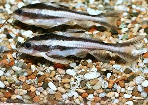 Striped Raphael Catfish "Platydoras costatus"