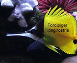 Long Nose Butterfly  "Forcipiger longirostris"