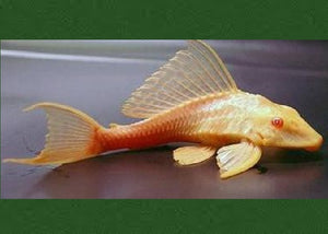 Albino High Fin Red Eye Catfish "Pterygoplichthys gibbiceps"
