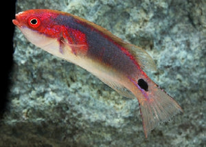 Exquisite Fairy Wrasse "Cirrhilabrus exquisitus"