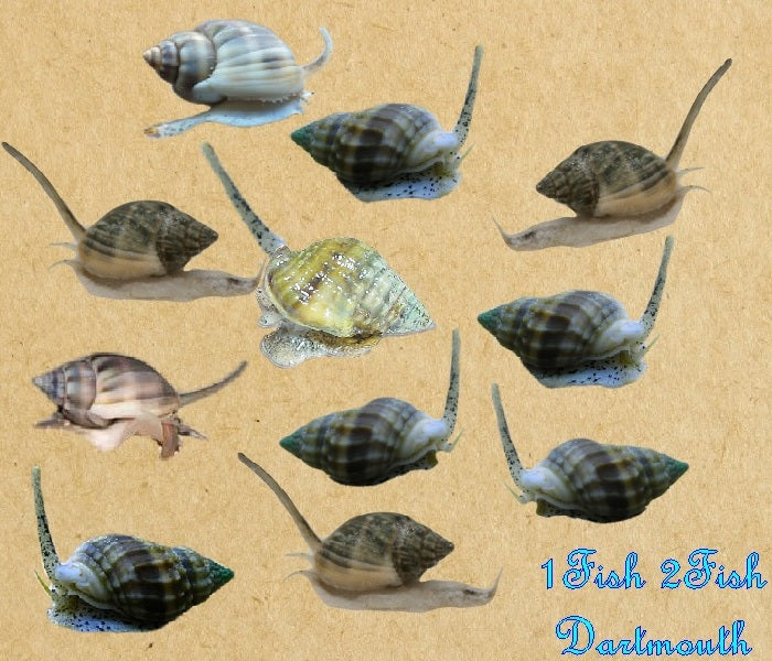 Nassarius Snails "Nassarius sp."