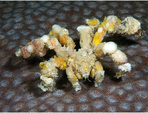Spider Decorator Crab "Camposcia retusa"
