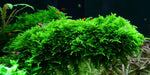 Tropica 1-2 Grow  - PRE ORDER PLANTS ONLY