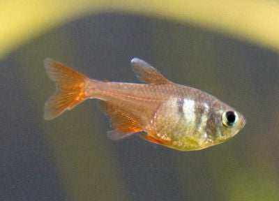 Flame Tetra - "Hyphessobrycon flammeus"