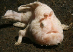 Frogfishes "Antennariidae family"