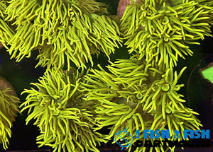 Ultra Yellow Goniopora Frag (101)