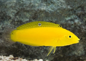 Canary Wrasse "Halichoeres chrysus"