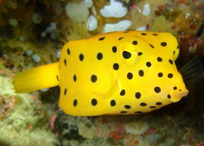 Yellow Boxfish "Ostracion cubicus"