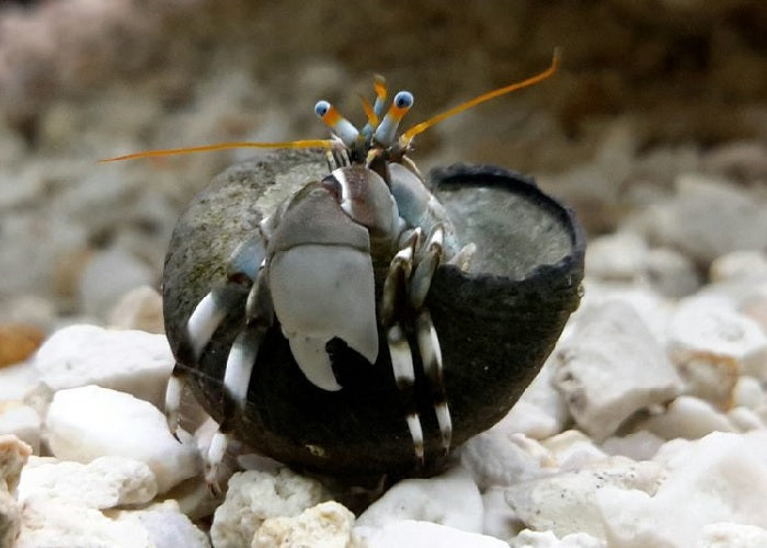 Zebra Hermit Crab "Calcinus sp."
