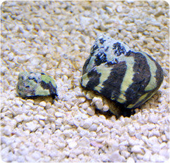 Zebra Turbo Snail "Turbo sp."