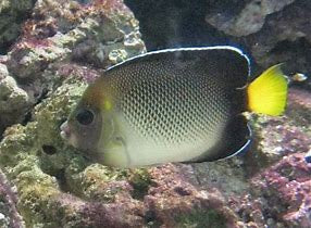 Yellowtail Angelfish (cream angelfish)