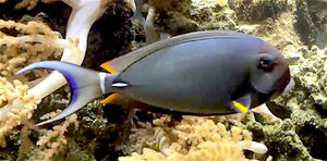 White Spine Tang