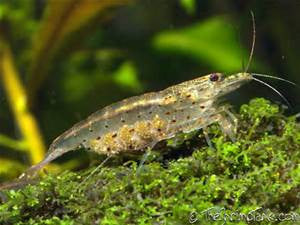 Amano Shrimp "Caridina multidentata" Yamato Shrimp