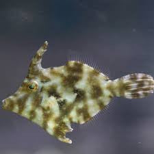 Aiptasia Leatherjacket Filefish "Acreichthys tomentosus"