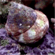 Astraea Turbo Snail "Astraea tecta"