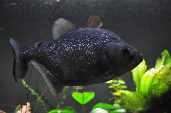 Black Piranha  1 Fish 2 Fish Dartmouth