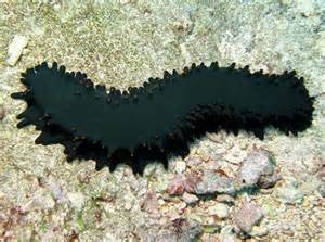 Black Sea Cucumber "Holothuria leucospilota"