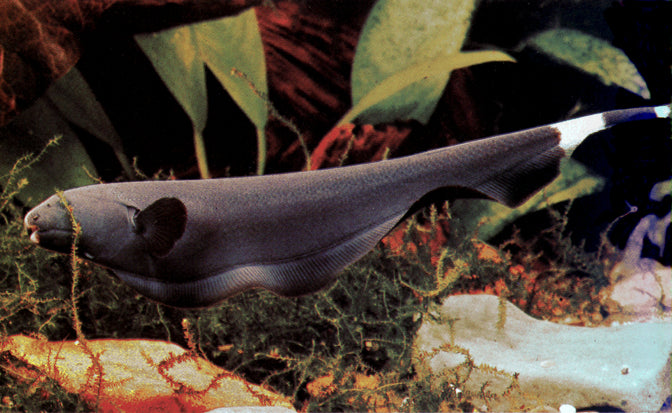 Black Ghost Knifefish "Apteronotus albifrons"