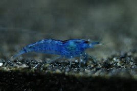Blue Diamond Shrimp "Neocaridina Heteropoda"