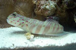 Pink and Blue Spot Goby