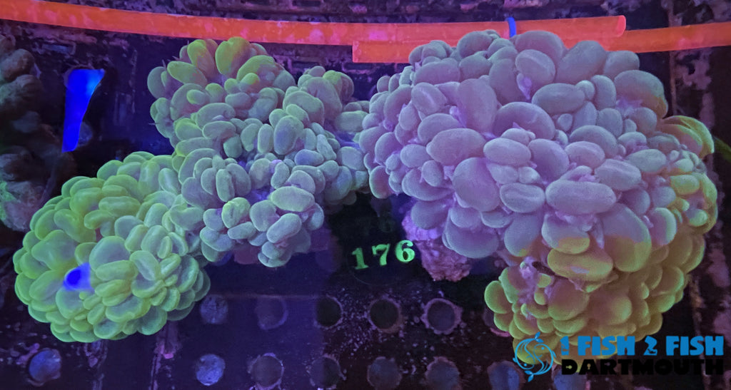 Ultra bubble coral 1(64)
