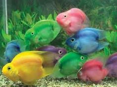 Colored Jellybean Parrotfish - Hybrid