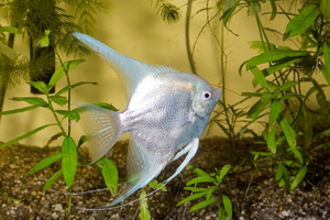 Platinum Angelfish "Pterophyllum Scalare"-