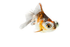 Calico Telescope-Eye Goldfish