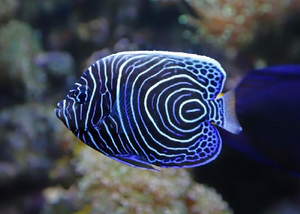 Emperor Angelfish "Pomacanthus imperator"- Juvenile