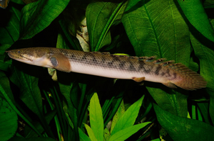 Bichirs 