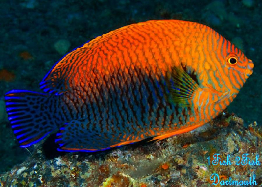 Potters Angelfish "Centropyge Potteri"