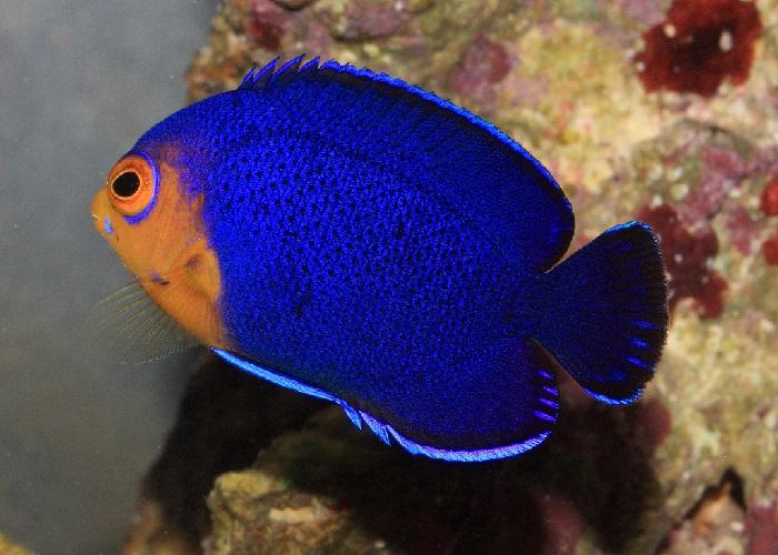 Cherub Pygmy Angelfish "Centropyge Argi"