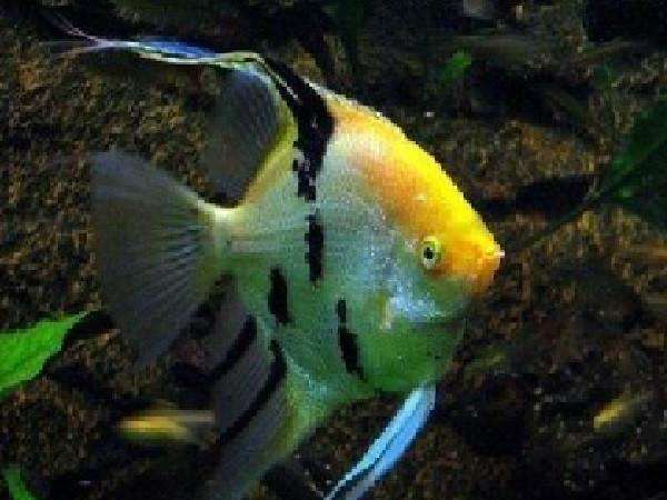 Tri Color Angelfish "Pterophyllum Scalare"