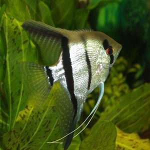Common Angelfish "Pterophyllum Scalare"