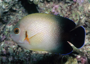 Half Black Angelfish "Centropyge vroliki"