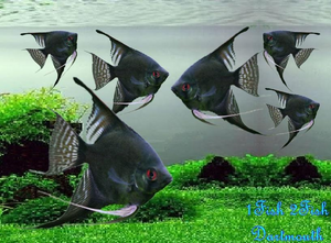 Black Angelfish "Pterophyllum Scalare"