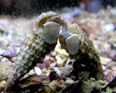 Cerith Snail "Cerithium sp."