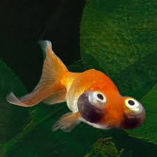 Celestial Eye Goldfish - "Carassius auratus"