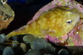 Giant Clingfish "Haplocylix littoreus"