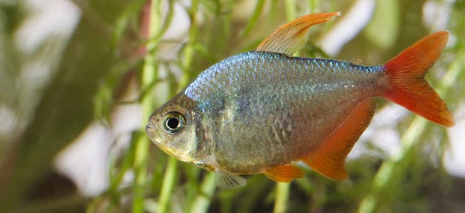 Columbian Redfin Tetra "Hyphessobrycon Columbianus"